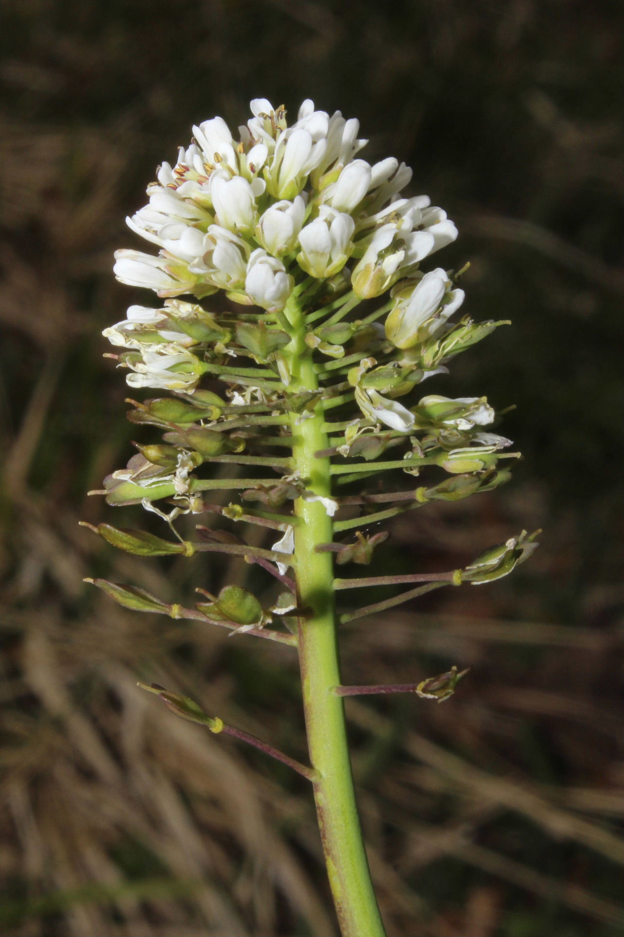 Thlaspi ?? da determinare